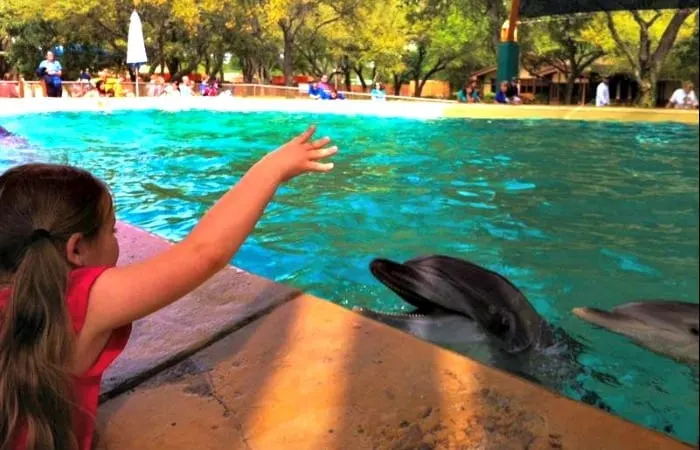 feeding dolphins at seaworld