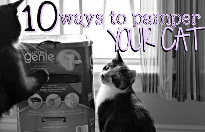 10 ways to pamper your cat