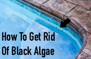 How to Get Rid of Black Algae in Your Pool | Totally the Bomb