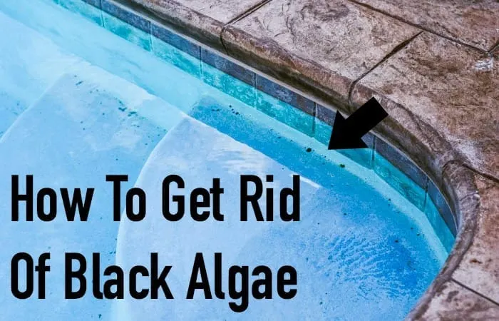 how to get rid of black algae in your pool