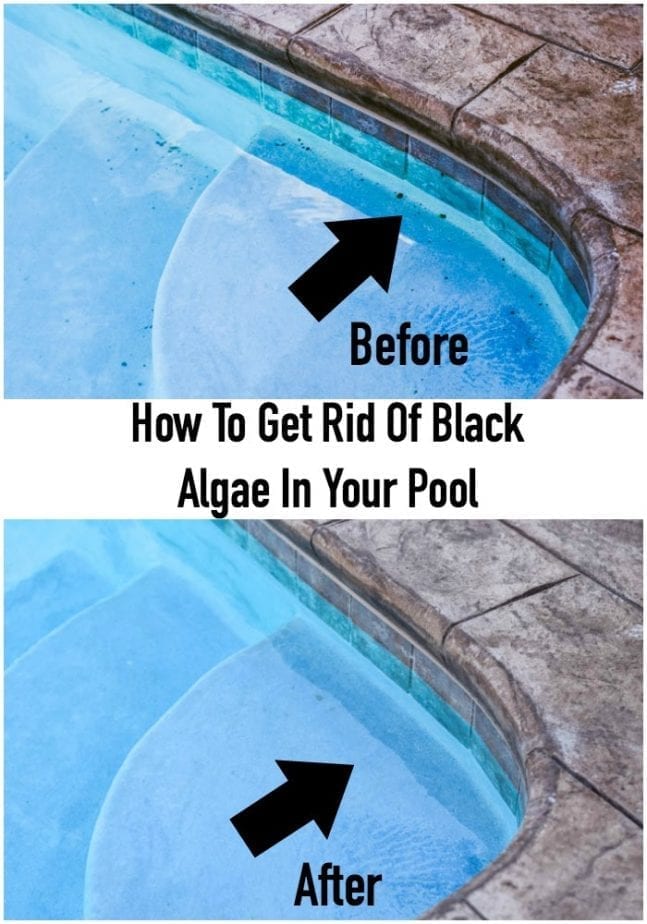 no more black algae in your pool