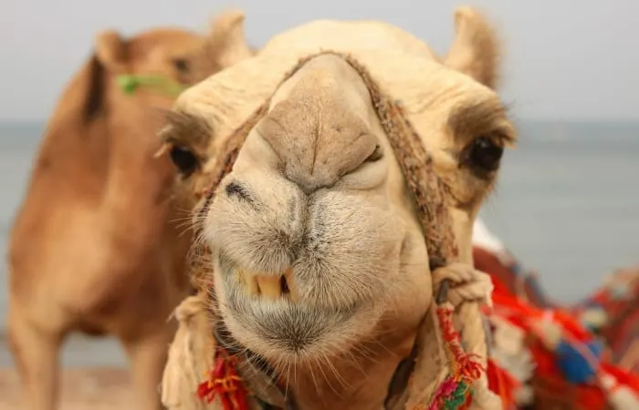 leering camel