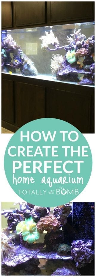 how to create the perfect home aquarium
