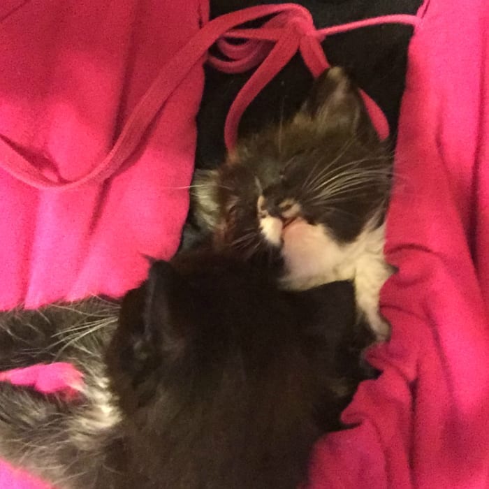 kittens in a hoodie