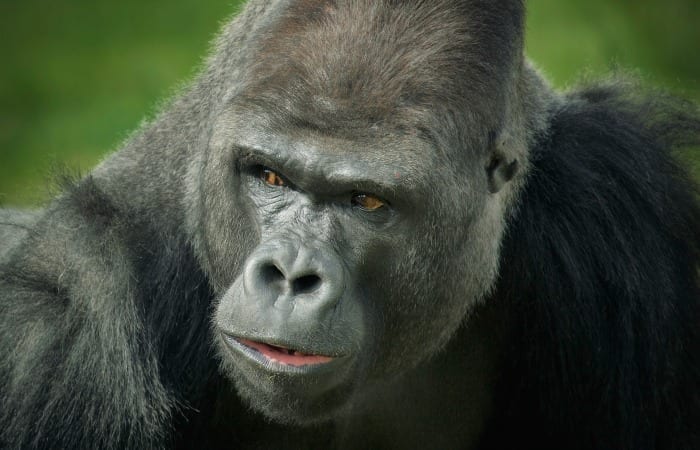Stop Hating On The Mom Of The Boy Who Fell In The Gorilla Cage