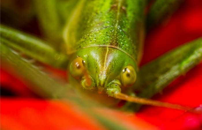 The Time A Grasshopper Tried To Kill Me