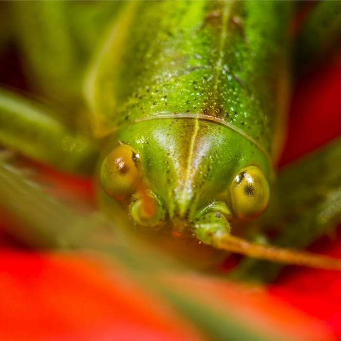 murderous grasshopper