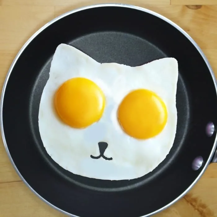 cat eggs sunny side up