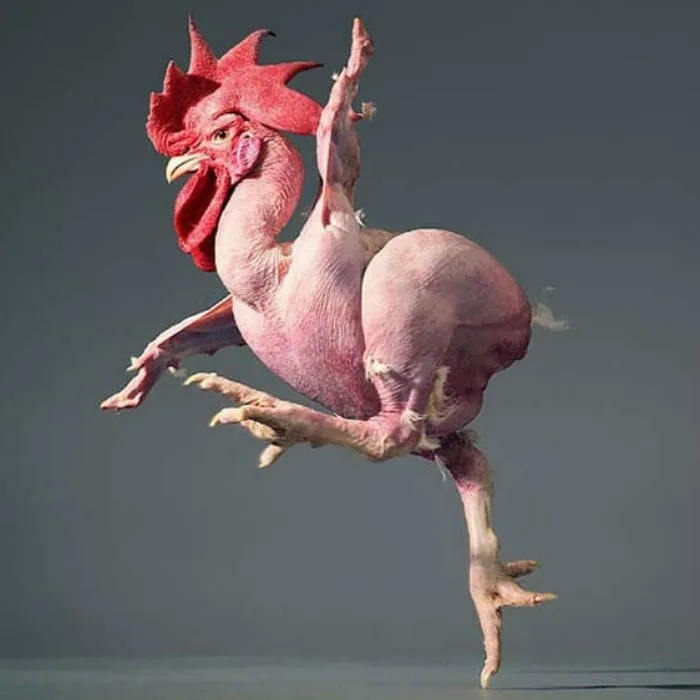 Yeah, this is a rooster. And? It's kind of my PMS spirit animal. This rooster has no eff's to give. It's all, "I've got no feathers. Come at me now!"