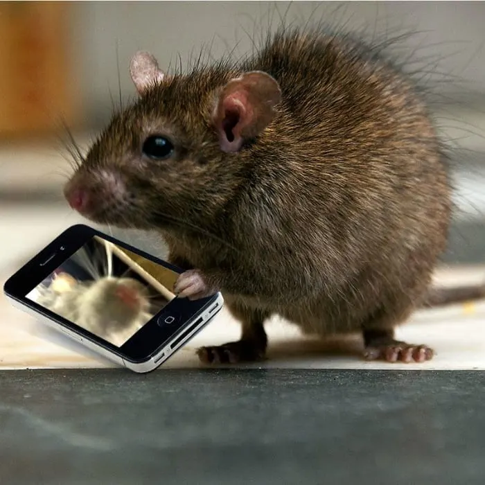 rat selfie