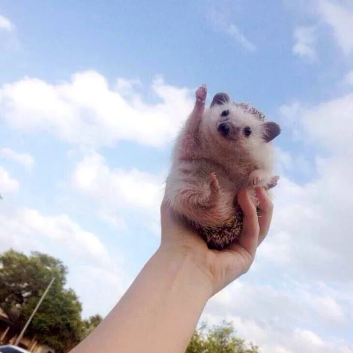 This cheering hedgehog