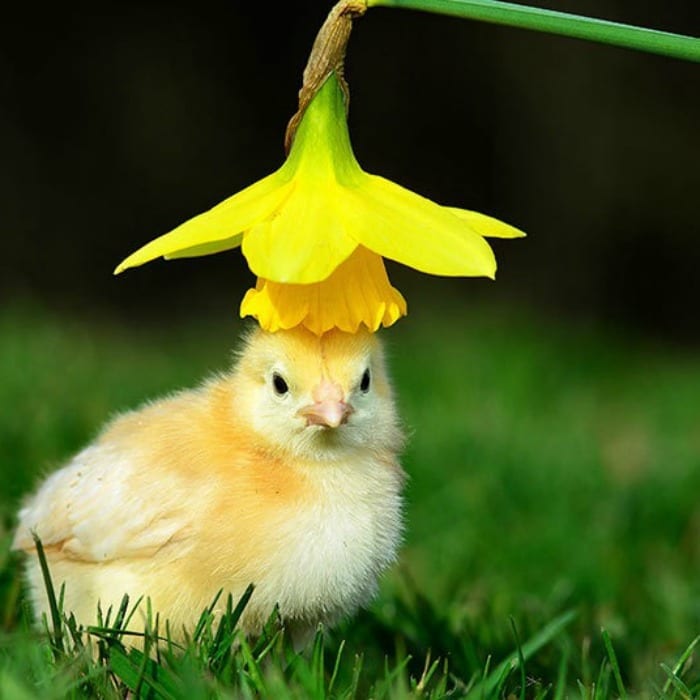 this chick who doesn't think flower hats are amusing