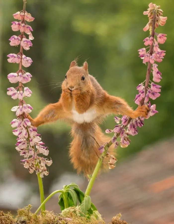 this squirrel doing the splits between two flowers