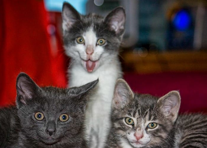 three silly kittens