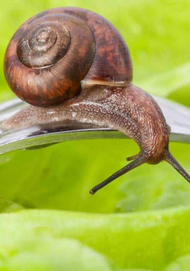 snails are food