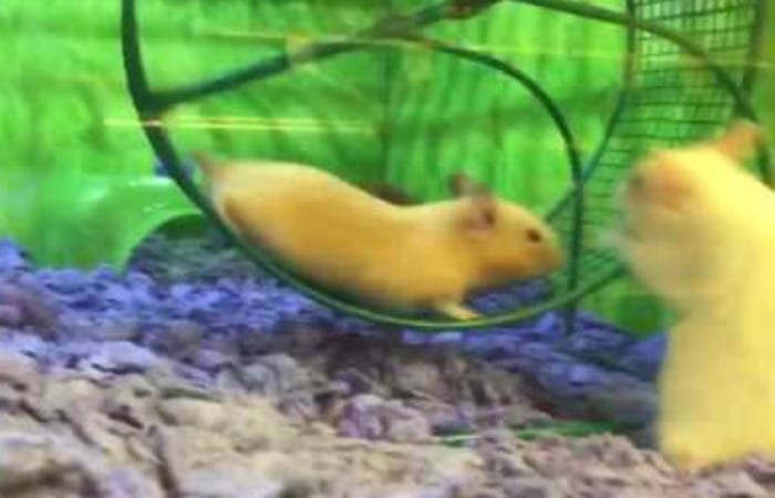 Hamster Has Epic Fail On Running Wheel