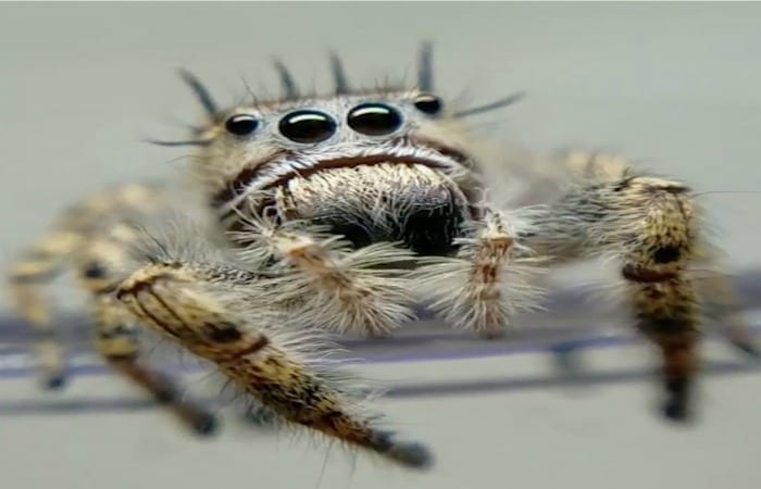 For Anyone With Arachnophobia, This Spider Jumping On A Camera Is The Stuff Of Nightmares