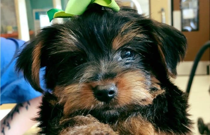 10 Cutest Dogs To Follow On Instagram!