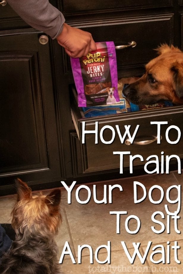 how to train your dog to sit and wait