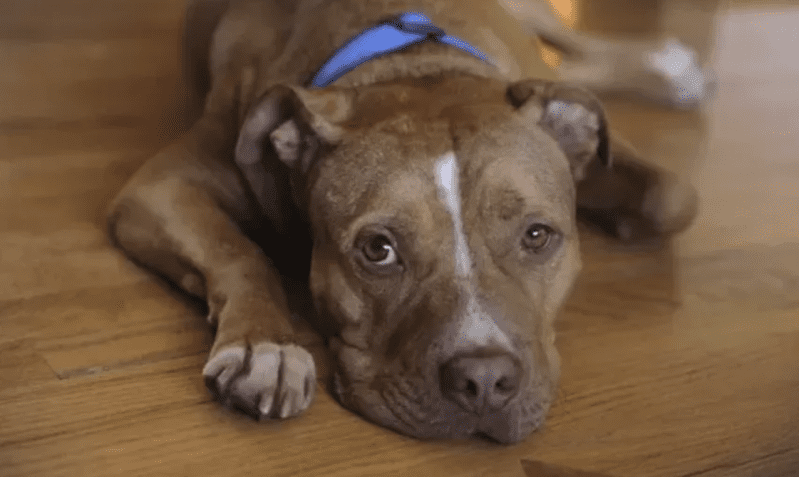 This Pitbull Crying While Watching The Lion King is The Sweetest Thing We’ve Seen All Day