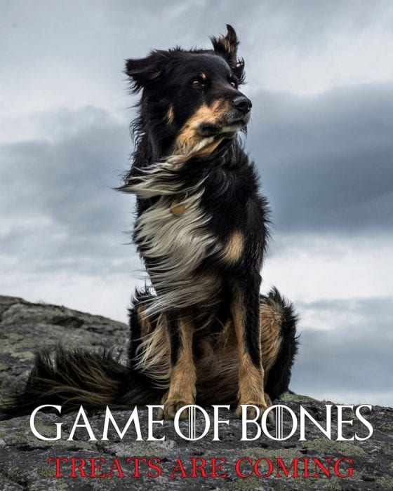 Shepherd dog of some unknown origin sitting on a rock with text "Game of Bones. Treats are coming."