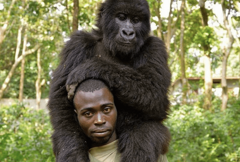 Gorillas Posing For Selfies With The Men Who Keep Them Safe Will Make You So Happy