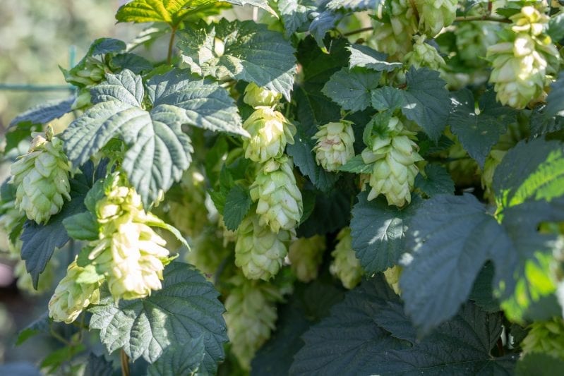 A great way to craft an amazing beer is to start the process yourself from scratch. You can grow your own beer garden at home to enhance the flavor of your home brewed beer. #beer #homebrewing #beergarden