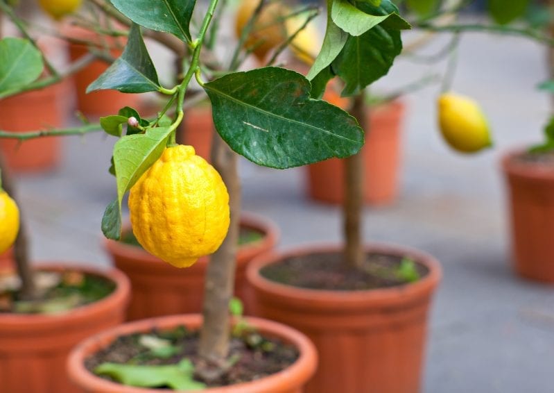 How to Grow Citrus on Your Patio