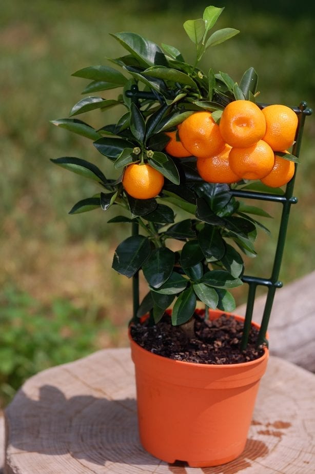 If you learn how to grow citrus on your patio, you will not only have fruit, but some awesome smells. When it comes to beautiful and unique plants to grow on your patio you can't get more creative than growing citrus. #citrusplants #gardening #howtogrowcitrus #patiogarden #balconygardening