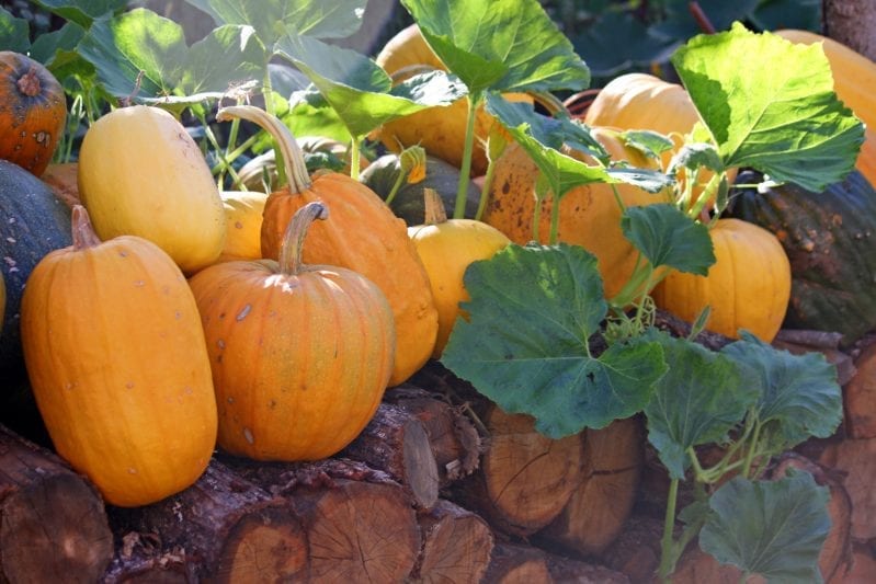 Learning how to grow pumpkins in your garden can be extremely rewarding. From large jack-o'-lantern pumpkins to sweet pie pumpkins you have many great options when planting the squash. #pumpkins #howtogrowpumpkins #gardening