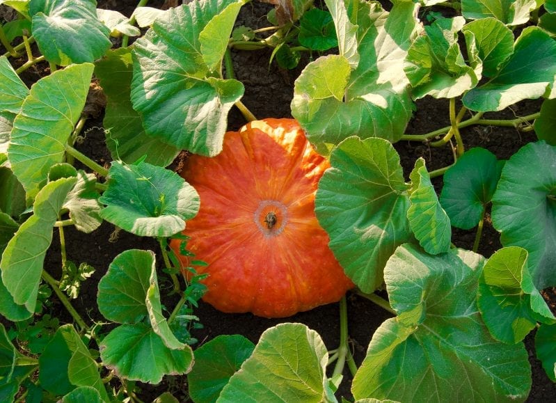 Learning how to grow pumpkins in your garden can be extremely rewarding. From large jack-o'-lantern pumpkins to sweet pie pumpkins you have many great options when planting the squash. #pumpkins #howtogrowpumpkins #gardening
