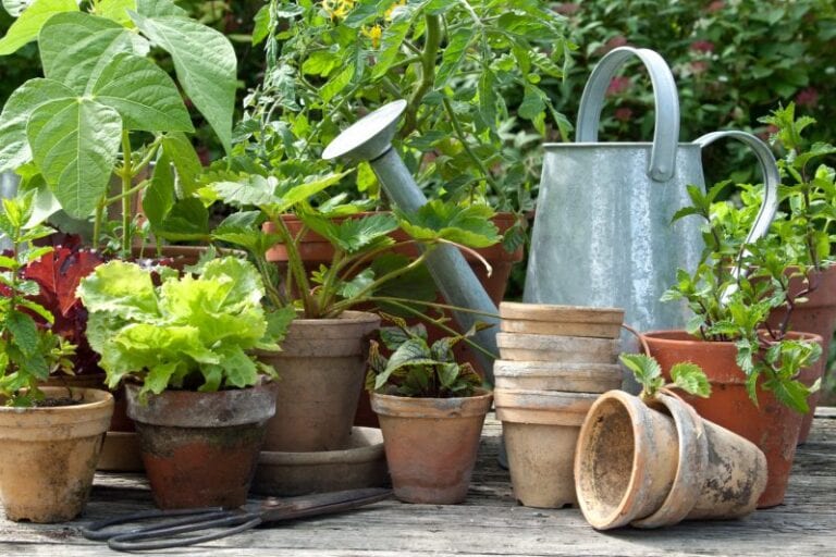 Potted Plants You Should Grow on Your Patio