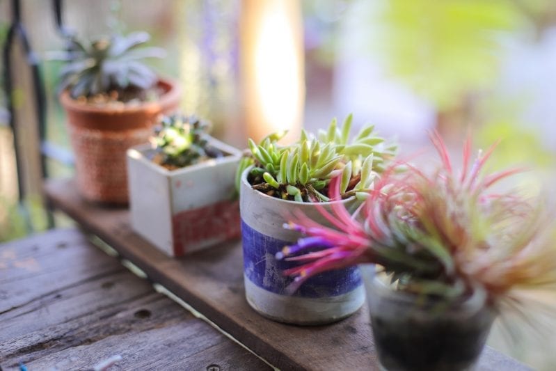When it comes to making your patio an inviting entertaining space you can't go wrong with surrounding your space with plenty of live plants.  #gardening #patiogardening #patiogarden #patioplants