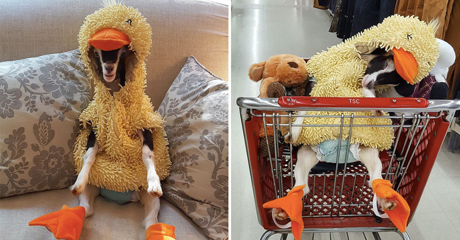 This Rescue Goat Suffers From Anxiety, and She Only Calms Down When Wearing Her Duck Costume