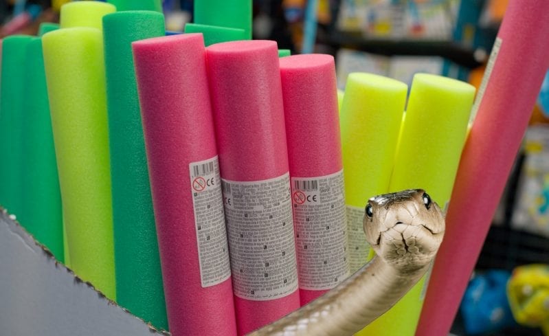 Throw Out Your Pool Noodles Right Now! Snakes Live Inside Them