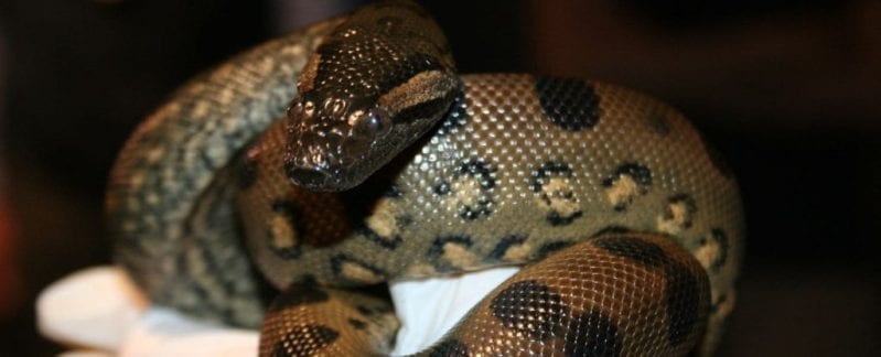 A Snake in An All Female Enclosure Got Pregnant with Her Clones- I Blame Jurassic Park