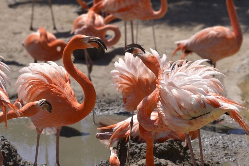 A Flamingo At The Zoo Had To Be Put Down After A Child Threw A Rock At It