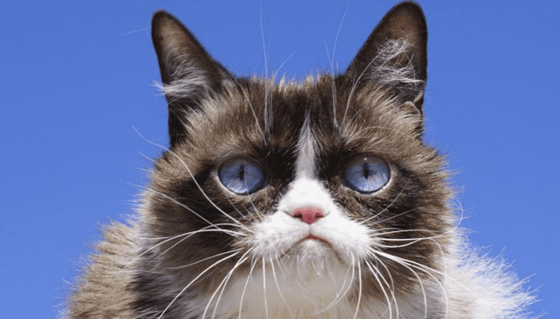 RIP Grumpy Cat. So Long and Thanks For All The Memes.