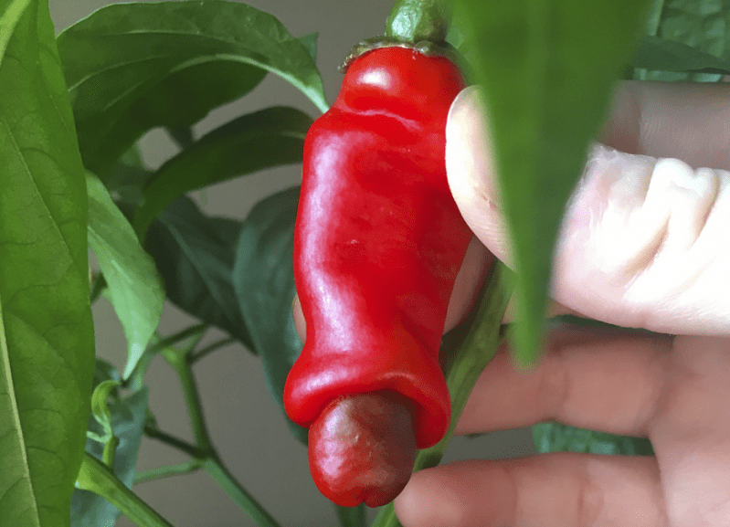 You Can Now Spice Up Your Recipes with This ‘Grow A Dick’ Chili Plant