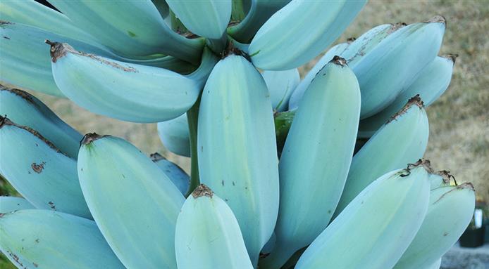 Amazon is Selling Blue Java Banana Trees That Tastes Vanilla Ice Cream