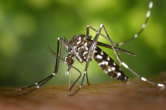 Mosquitoes are an annoying pest that ruin outdoor fun