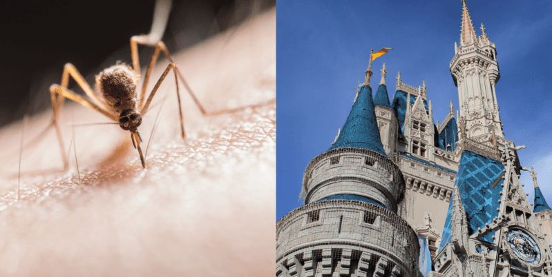 Here’s Why You Never See Mosquitoes in Disney Parks