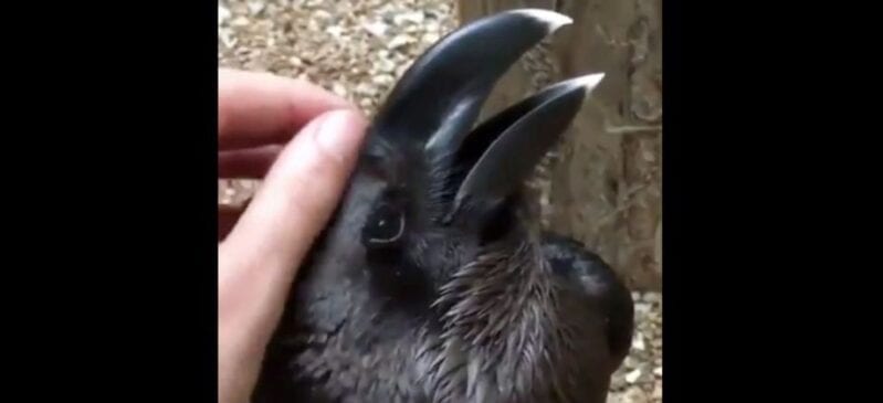 Nobody Can Decide If This Is A Rabbit or Raven