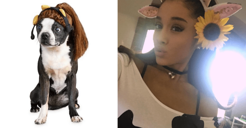 You Can Now Get An Ariana Grande Wig For Your Dog to Wear for Halloween