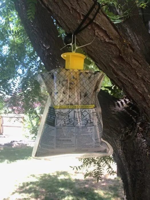 Got Flies? People Are Saying These Are The Best Fly Traps And I Agree