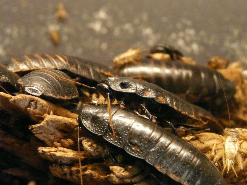 This Zoo Will Name a Cockroach After Your Ex For Valentine’s Day