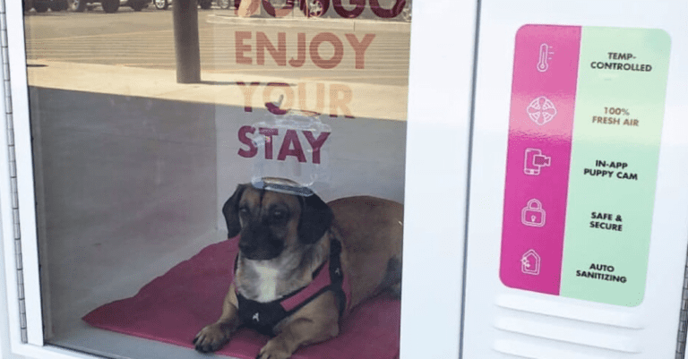 Put Your Dog In One Of These Houses Next Time You Walk Into A Store