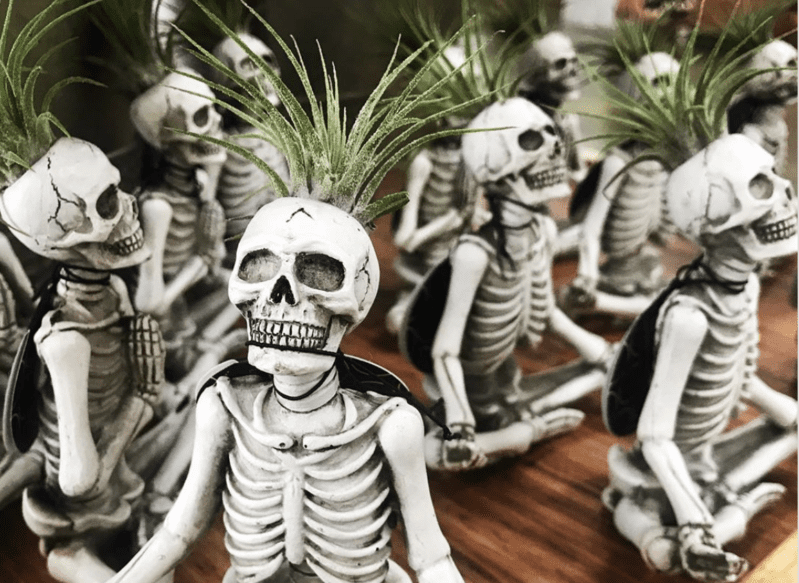 Trader Joe’s is Selling $6 Yoga Skeleton Plants and I Need One In Every Pose
