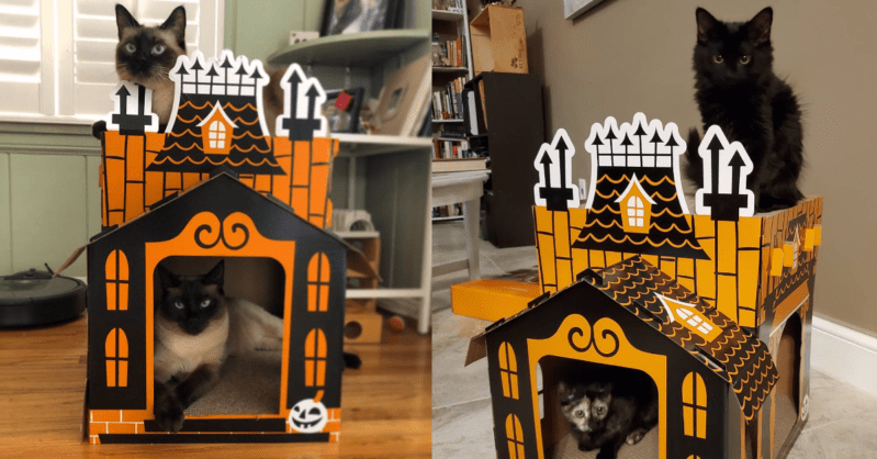 You Can Get A Haunted House For Your Cat At Target  And They’re Freakishly Adorable