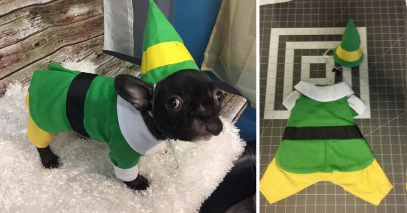 You Can Get A Buddy The Elf Costume For Your Dog